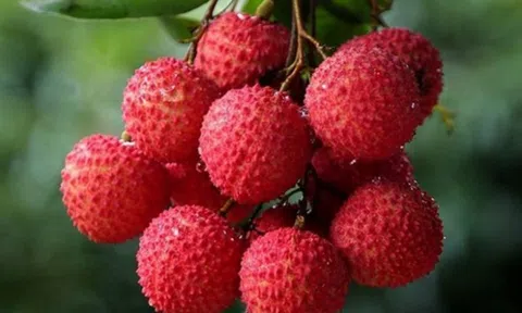 Vì sao có người ăn cả chùm vải không sao, kẻ nếm vài quả đã loét miệng? Cách ăn để vải không thành “độc dược”