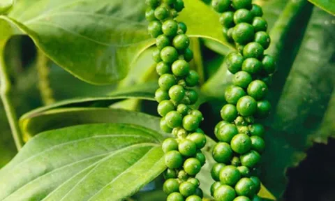 Hạt tiêu có tác dụng gì? Ăn hạt tiêu có nóng không?