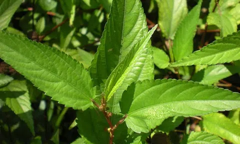 Rau đay có tác dụng gì? Những người nên hạn chế ăn rau đay