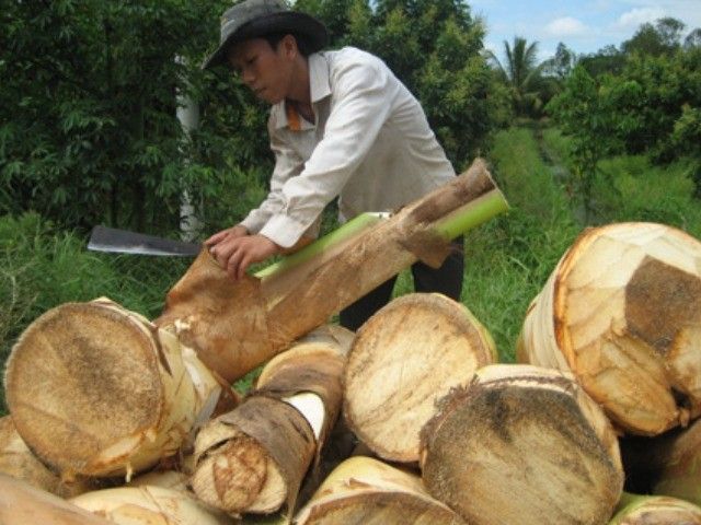 Nghề Lạ Ở Việt Nam: Trồng Cây Trước Hái Quả Nay Chặt Đọt, 3 Tháng Là Lãi  To, Bán Làm Món Đặc Sản Ngon Nức Tiếng Kiên Giang
