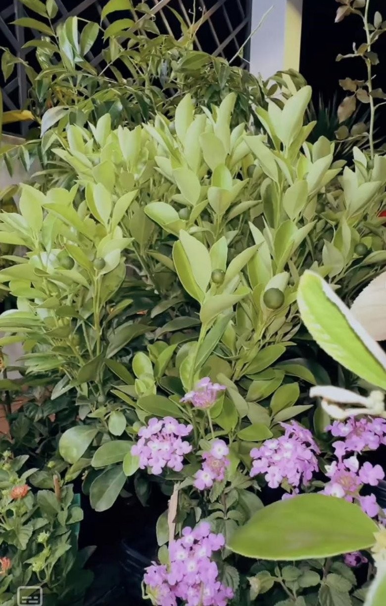 Nữ Tiktoker triệu view "hô biến" sân thượng ngập tràn sắc hoa, tận dụng mọi khoảng trống trồng rau thủy canh