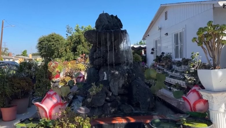 MC Cát Tường khoe nhà cô ruột ở Mỹ có vườn sen đá khổng lồ bông to hơn mặt người