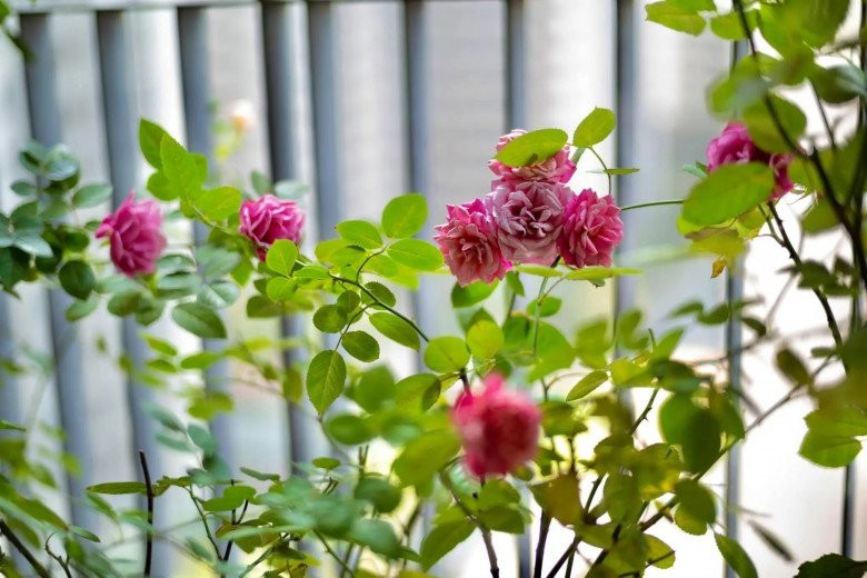 Khu vườn xanh mát mắt trong căn hộ chung cư của BTV VTV Diệp Chi, trồng cả hoa cẩm tú cầu xinh đẹp