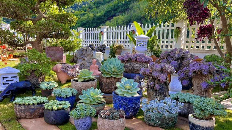 10X trồng sen đá để tưởng niệm bà nội, nay khu vườn có tới 800 chậu với 200 loại khác nhau