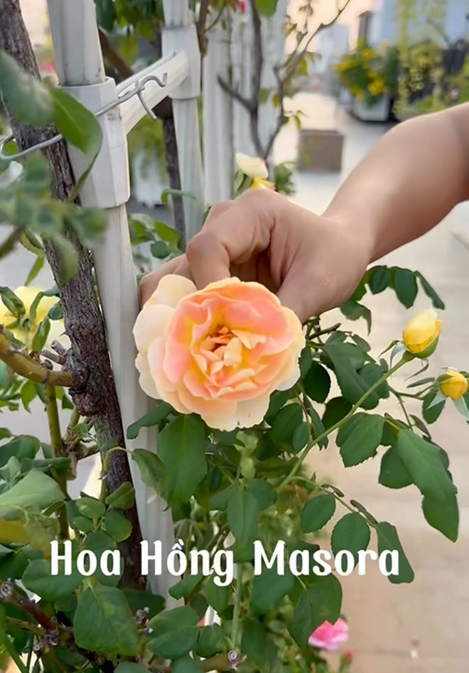 Cận cảnh vườn hoa hồng ngoại nhà Khánh Thi - Phan Hiển đang "bung lụa hết cỡ", có giống hoa đột biến