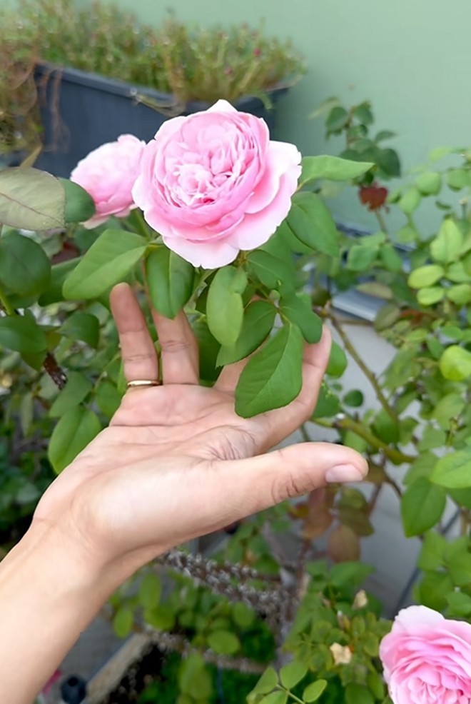 Cận cảnh vườn hoa hồng ngoại nhà Khánh Thi - Phan Hiển đang "bung lụa hết cỡ", có giống hoa đột biến