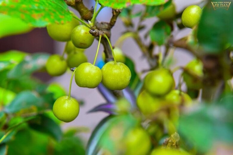 Đàm Vĩnh Hưng khoe khu vườn trong biệt thự 70 tỷ, có loại cây "nghìn trái" hái quanh năm