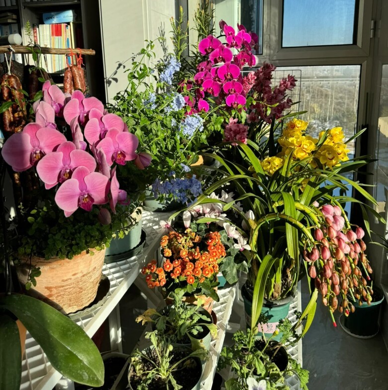 Nam sinh đại học biến ban công 3m2 trong ký túc xá thành khu vườn, hoa khoe sắc suốt 4 mùa khiến nhiều người trầm trồ