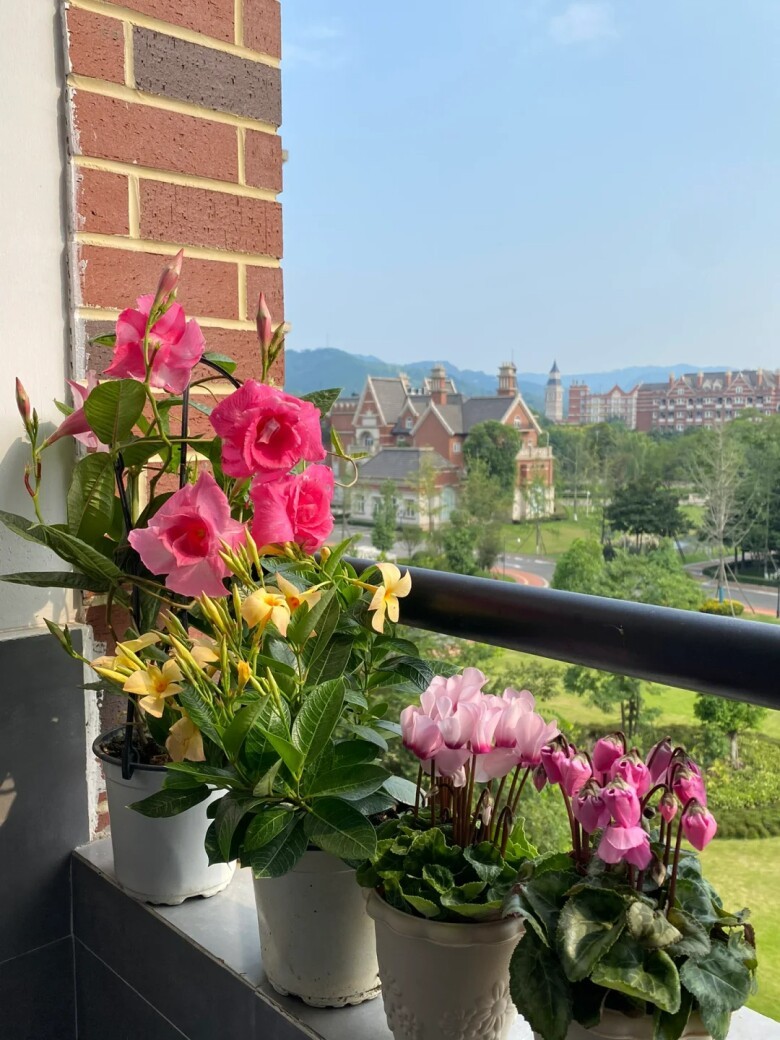 Nam sinh đại học biến ban công 3m2 trong ký túc xá thành khu vườn, hoa khoe sắc suốt 4 mùa khiến nhiều người trầm trồ