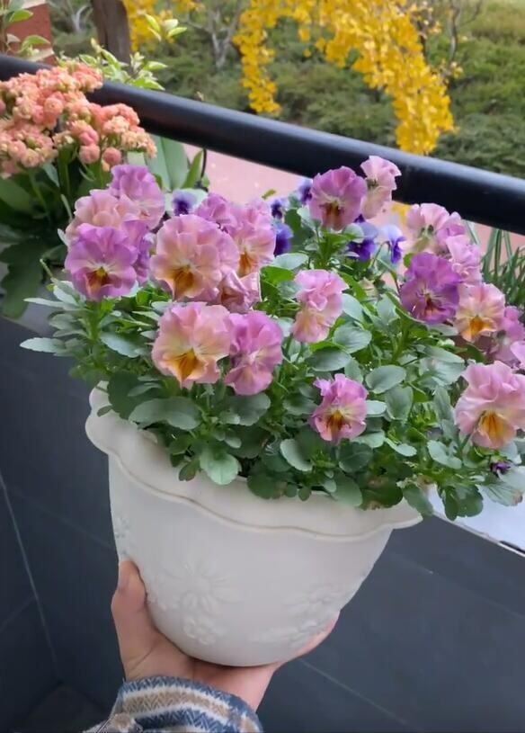 Nam sinh đại học biến ban công 3m2 trong ký túc xá thành khu vườn, hoa khoe sắc suốt 4 mùa khiến nhiều người trầm trồ