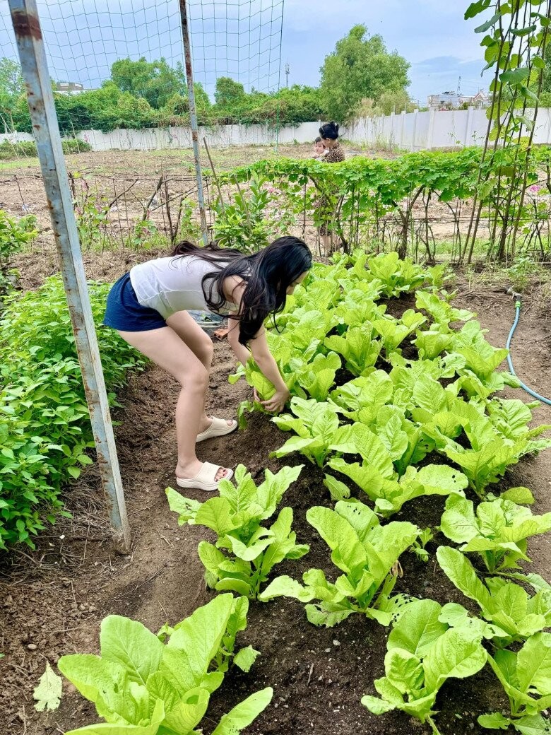 Vợ chồng Đoàn Di Băng khoe khu vườn xanh mướt, cho biết lâu rồi không có tốn tiền mua rau