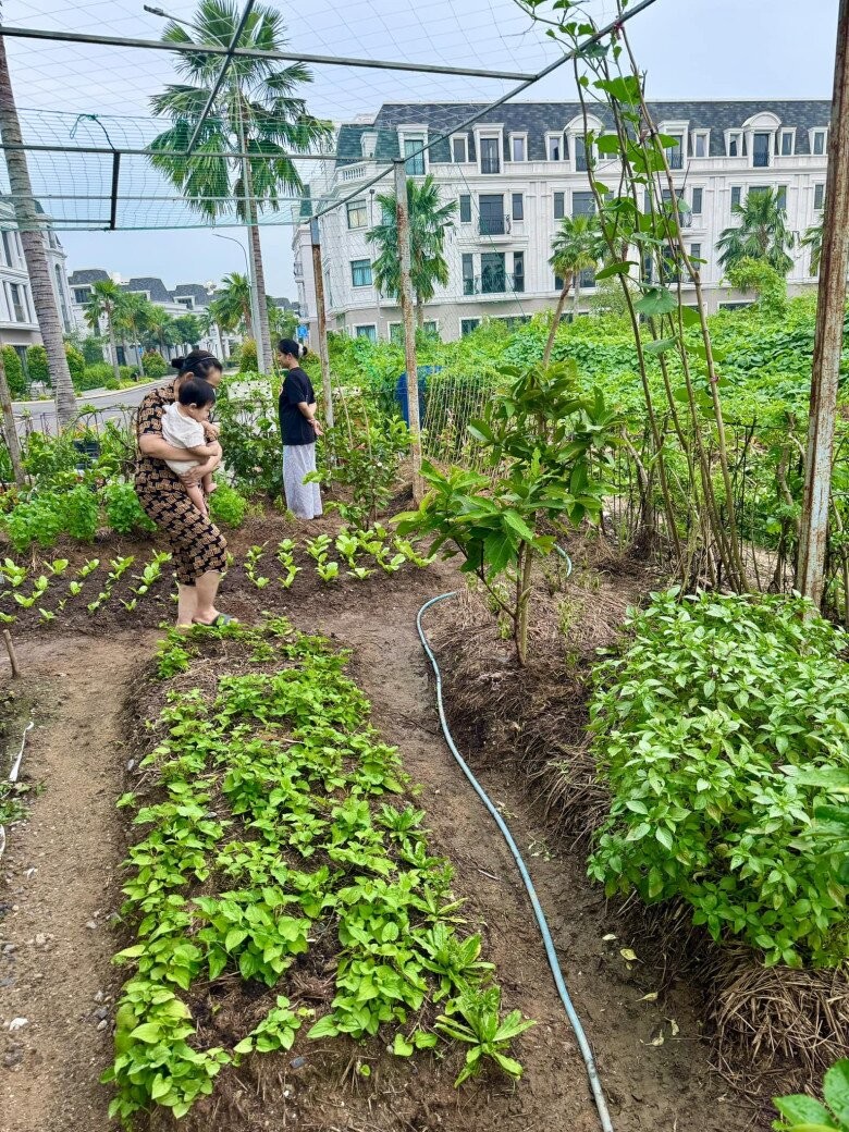 Vợ chồng Đoàn Di Băng khoe khu vườn xanh mướt, cho biết lâu rồi không có tốn tiền mua rau