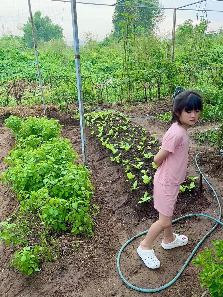 Vợ chồng Đoàn Di Băng khoe khu vườn xanh mướt, cho biết lâu rồi không có tốn tiền mua rau