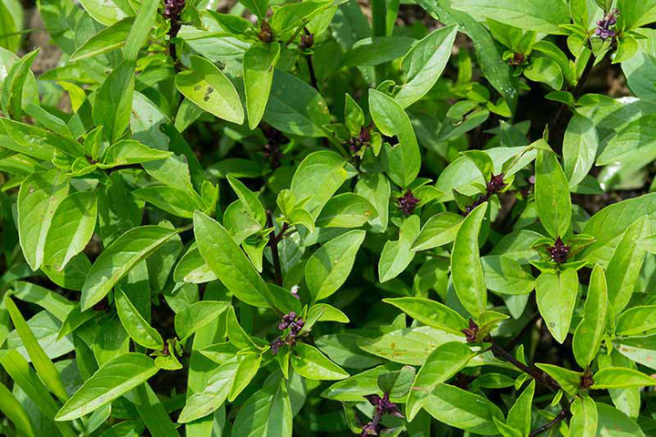 how-to-grow-thai-basil-cover-18322762-1775918922.png