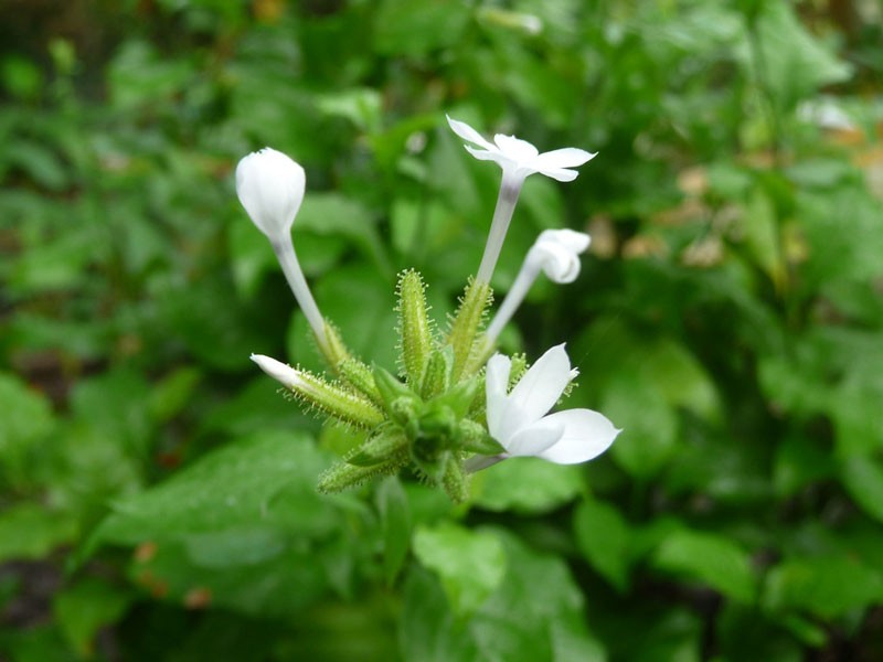 bach-hoa-xa-1779353497.jpg