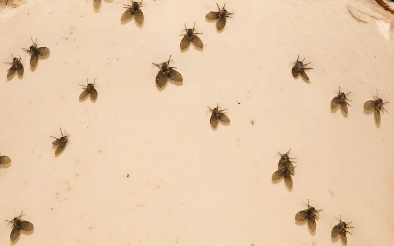 ruoi-cong-1780042649.jpg