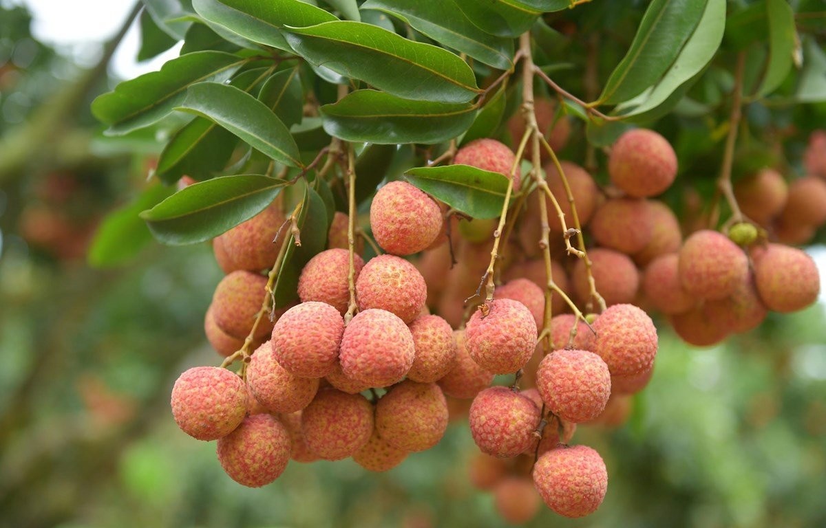 qua-vai-1-1780288435.jpg