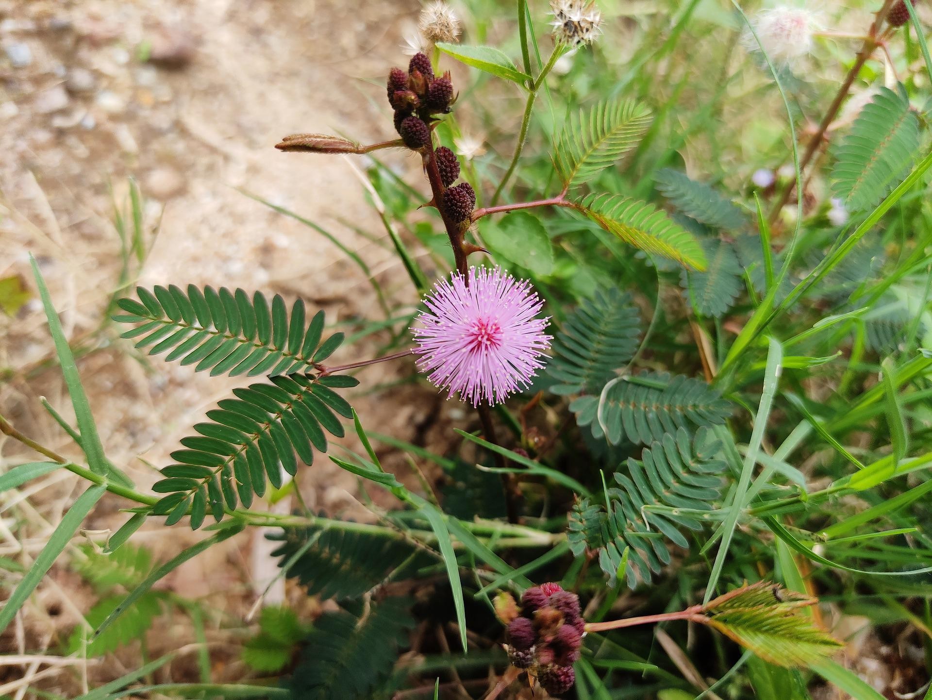 chui-mui-touch-me-not-flower-16849127056021426957688-1781584930.webp