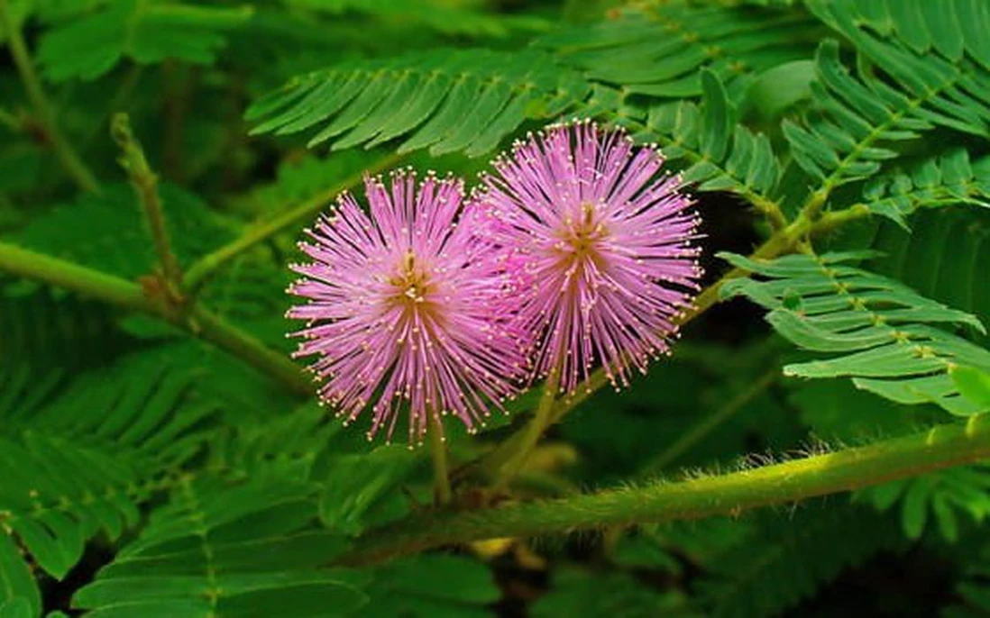 mimosa-pudica-benefits-1684913215737538576220-0-23-350-583-crop-16849132214521879964186-1781584930.webp