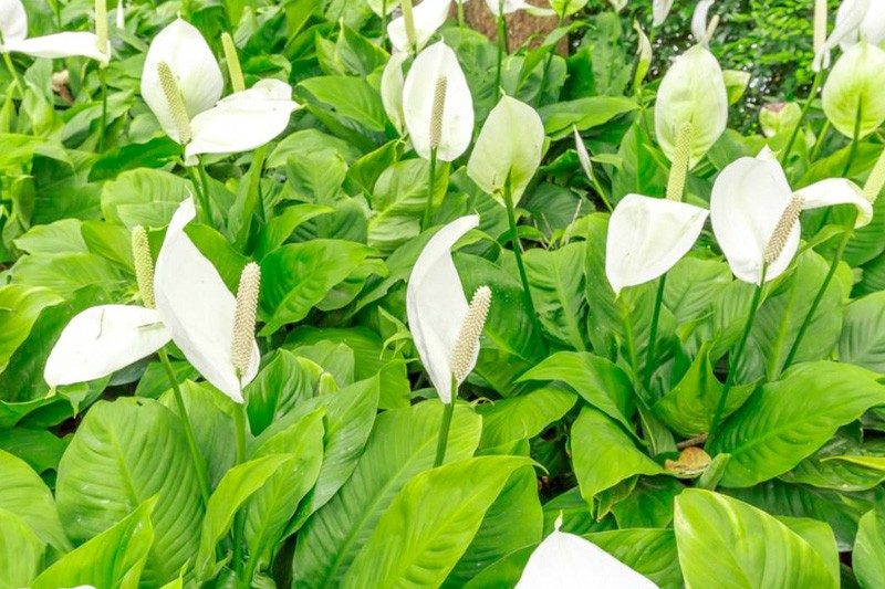 cay-lan-y-spathiphyllum-wallisii-1784915697.jpg