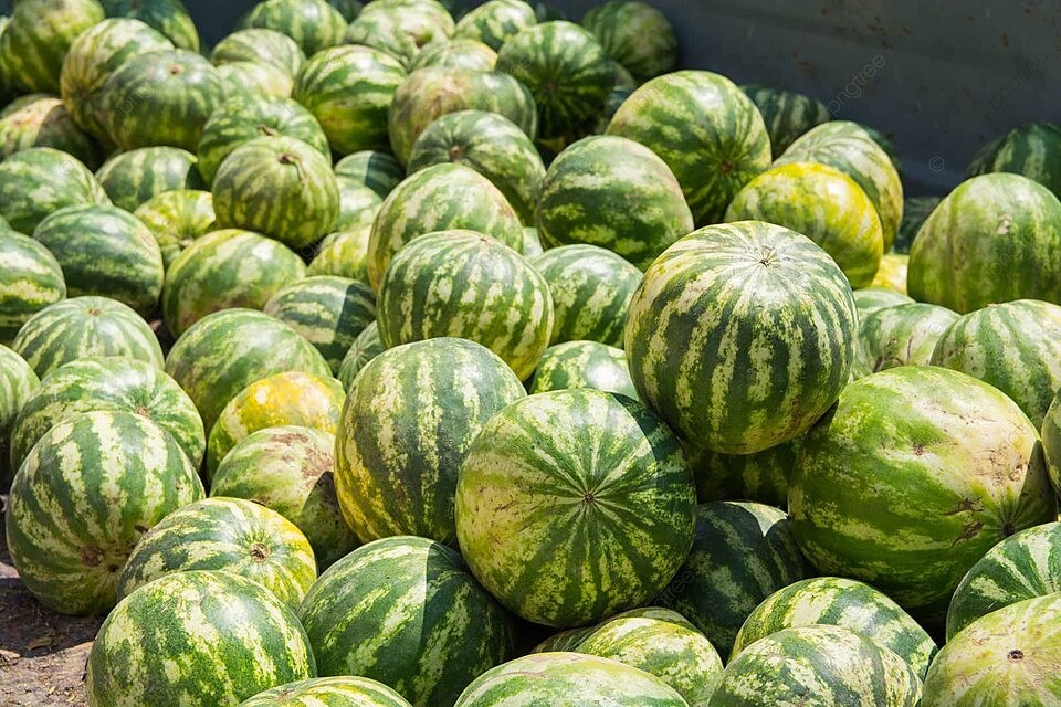 pngtree-watermelon-sugary-striped-summer-photo-image-28096376-1787222992.jpg