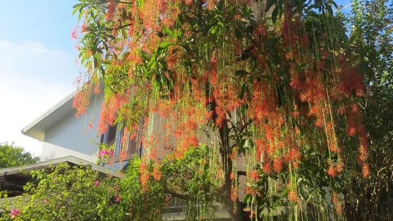 y-nghia-hoa-loc-vung-cach-trong-va-cham-soc-cay-loc-vung-tot-cho-phong-thuy-202107231931119025-1787652971.jpg