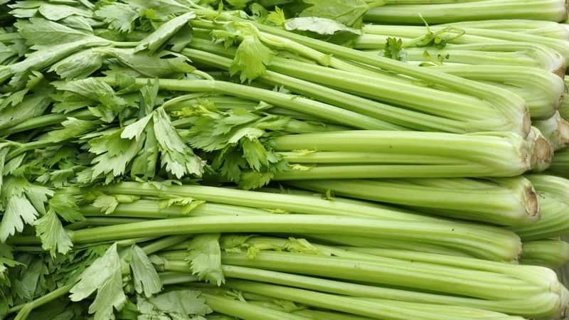 celery-1788601020.jpg
