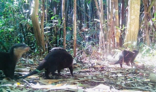 phat-hien-2-loai-dong-vat-quy-hiem-moi-xuat-hien-o-vuon-quoc-gia-chu-mom-ray-1773738910.jpg