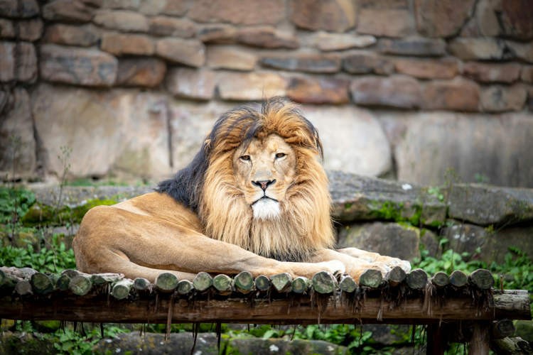 lion-zoo-1736179437.jpg