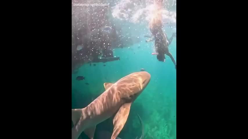 du-khach-bi-ca-map-tan-cong-khi-dang-lan-bien-nguoi-ban-bat-luc-chung-kien-canh-kinh-hai-1775984272.mp4