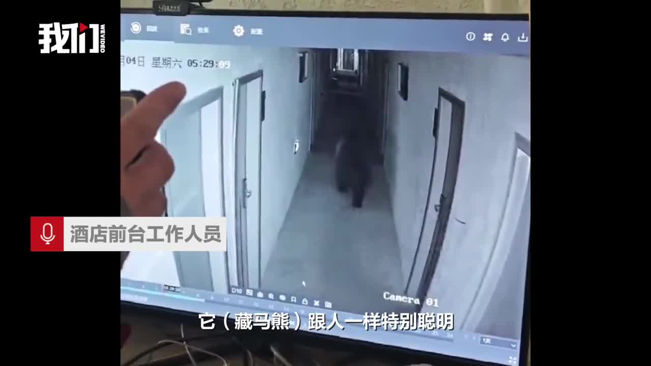 gau-hoang-1783322322.mp4