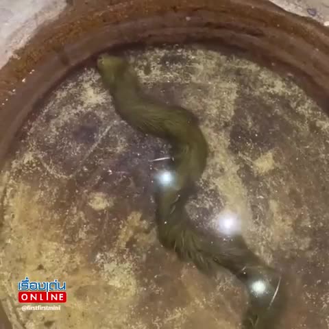 lo-clip-sinh-vat-la-phu-kin-long-xanh-reu-boi-mem-nhu-dai-lua-duoi-nuoc-chuyen-gia-lap-tuc-kiem-tra-1776071186.mp4