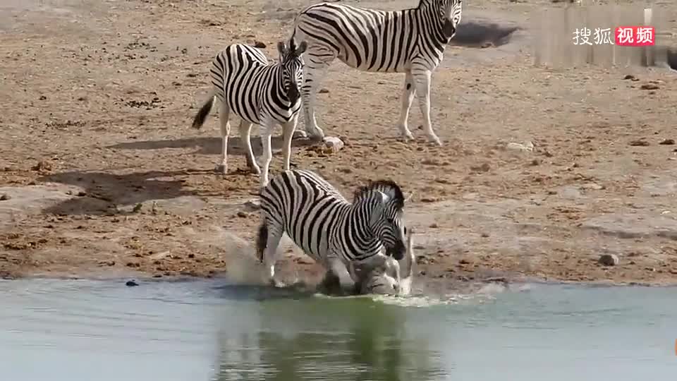 ngua-van-1782960459.mp4