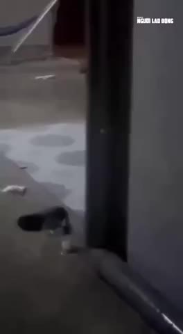 phan-no-clip-nguoi-cha-loi-con-nho-ra-danh-toi-tap-giua-khu-dan-cu-tphcm-1776342074.mp4