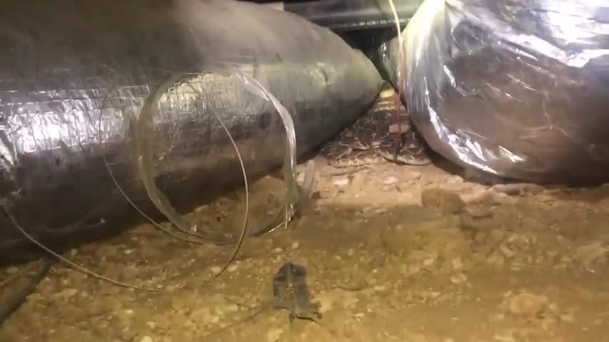 ran-duoi-chuong-lam-to-duoi-nha-1777011440.mp4