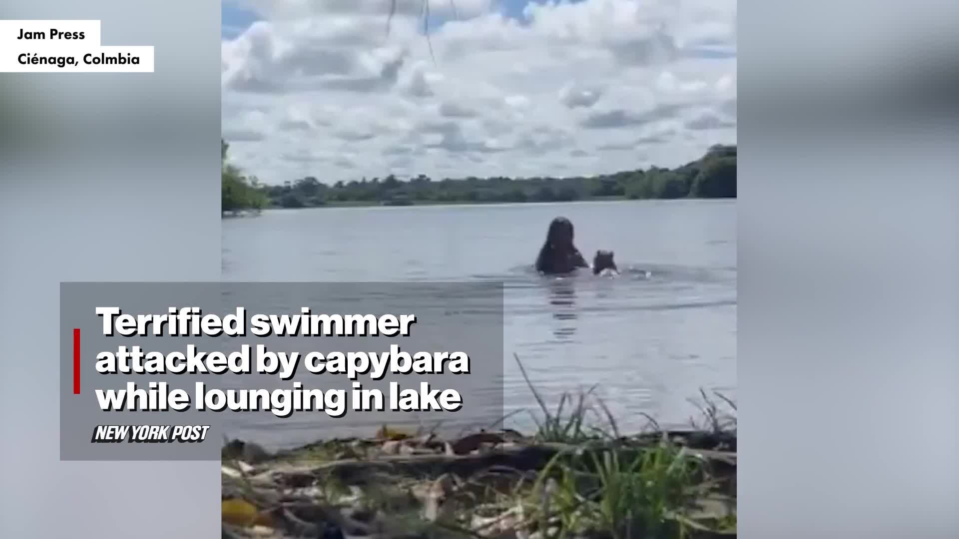 terrified-swimmer-attacked-by-capybara-while-lounging-in-lake-video-new-york-post-1737128726.mp4