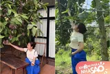 Khu vườn trĩu quả trong cơ ngơi 50.000m2 hàng chục tỷ của Vân Trang, mở cửa lều là thò tay vén mận