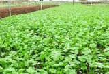 Loại rau "tốt nhất thế giới", Việt Nam trồng khắp nơi chỉ 1 tháng cho thu hoạch, thành đặc sản tốt cho sức khoẻ