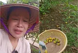 "Táo bà" nổi tiếng VTV buồn đứt ruột vì quả rụng hàng loạt khắp vườn sau cơn mưa nàng Bân