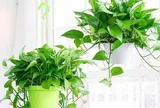 Người thông minh chỉ chọn 3 cây này trồng trong nhà, hóa giải vận xui, tụ tài khí, cả nhà thuận buồm xuôi gió