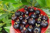 Loại quả "tốt nhất thế giới" có ở Khánh Hoà, trồng một năm cho thu hoạch, thành đặc sản nổi tiếng tốt cho sức khỏe