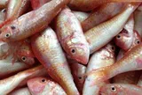 Loại cá giá rẻ giàu Omega-3 ngang với cá hồi, tốt cho sức khỏe nhưng bị chê vì nghe tên đã không muốn đụng đũa