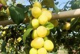 Loại quả "tốt nhất thế giới" có ở Bắc Ninh, trồng một lần thu hoạch nhiều năm, thành đặc sản tốt cho sức khỏe