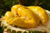 Tại sao ngày càng nhiều người từ bỏ ăn sầu riêng bổ sẵn? 4 mẹo chọn nguyên quả cực thông mình này hóa ra là nguyên nhân