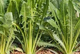 Loại rau "tốt nhất thế giới", Việt Nam trồng bạt ngàn chỉ 30 ngày cho thu hoạch, thành món đặc sản tốt cho sức khoẻ