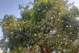 Loại quả "tốt nhất thế giới" chỉ có ở An Giang, trồng một lần thu hoạch nhiều năm, thành đặc sản tốt cho sức khỏe