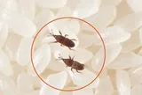 Gạo mua về hay bị mọt, nhét ngay vỏ quả này vào thùng, gạo để lâu chẳng sợ con gì "tấn công"