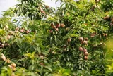 Loại quả đặc sản “tốt nhất thế giới” chỉ có ở Sơn La, trồng một lần thu hoạch nhiều năm, tốt cho sức khỏe