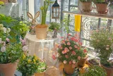 6 loại hoa thơm dễ trồng hơn trầu bà, chỉ cần một bông nở thôi cũng đủ làm thơm ngát cả nhà