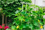 Món nhà nghèo xưa ăn đến chán ngán, nay thành đặc sản được ưa chuộng giá 50.000 đồng/kg, tốt cho sức khoẻ